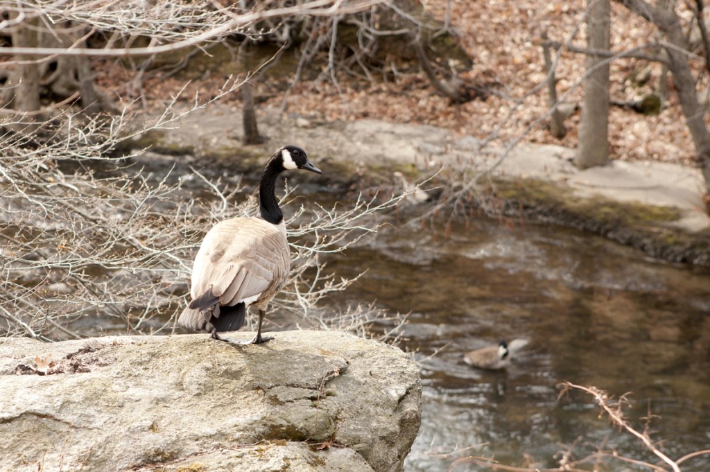 Canadian Goose