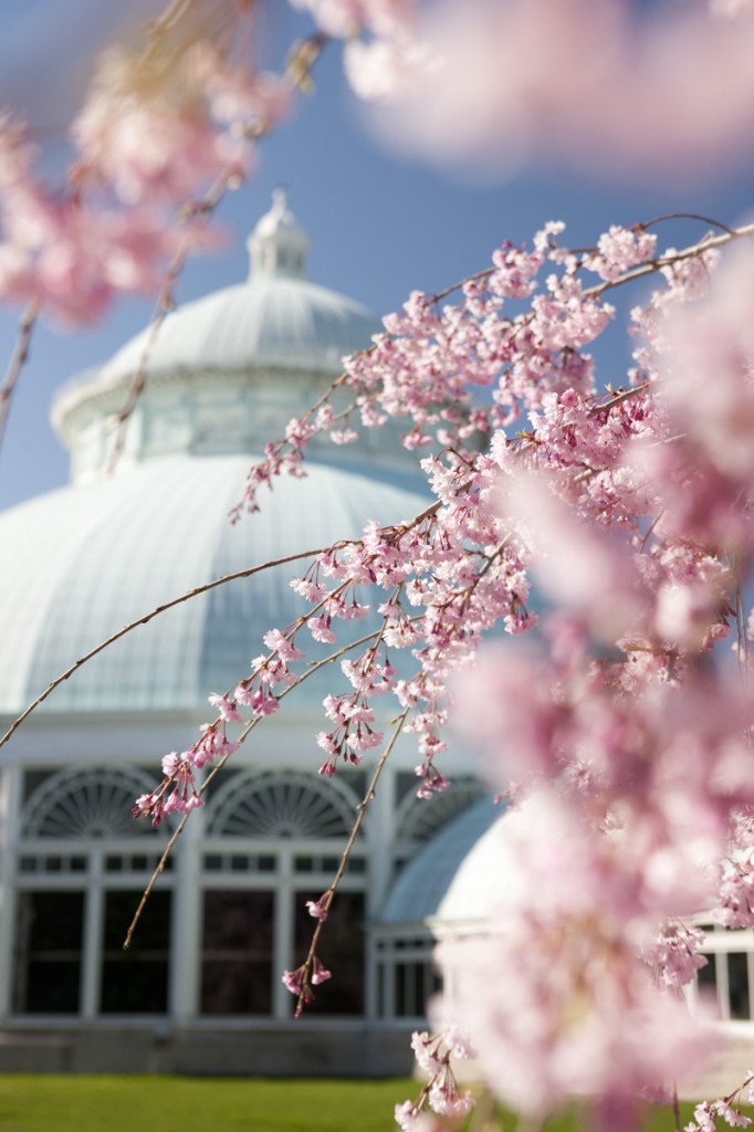 Conservatory Dome