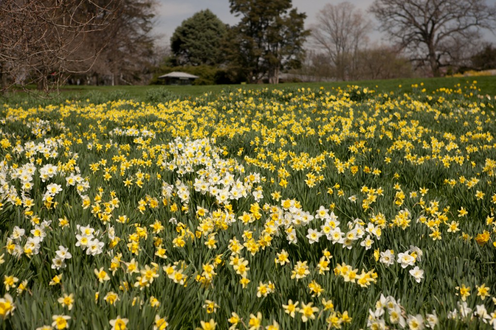 Daffodil Hill