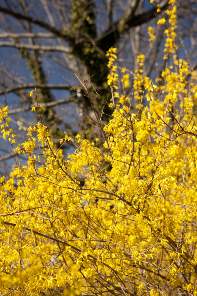 Forsythia x intermedia