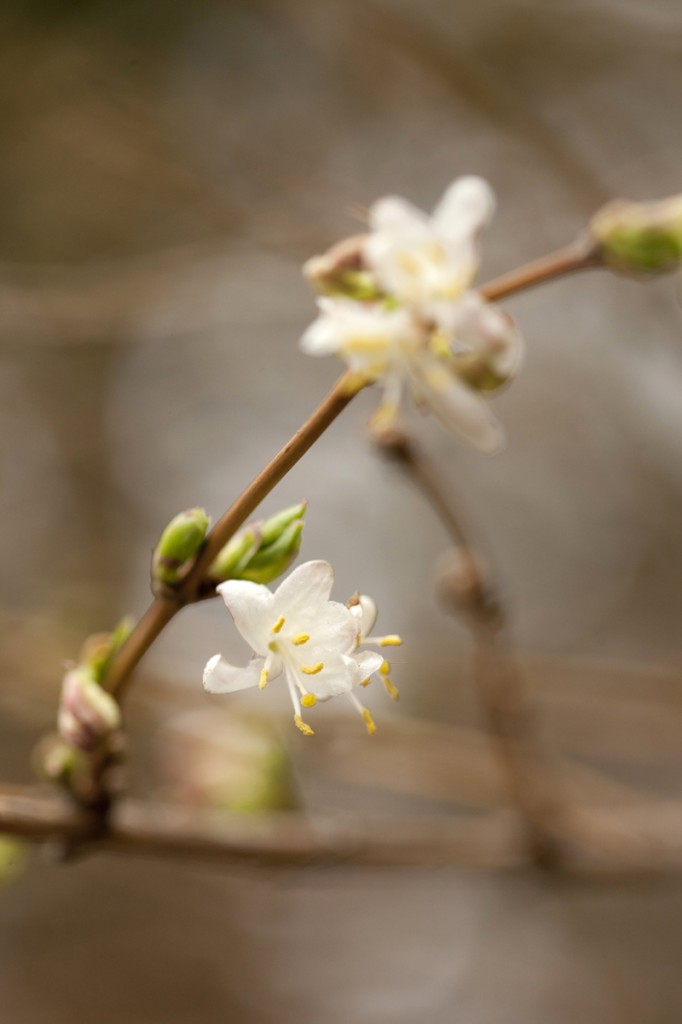 Lonicera fragrantissima