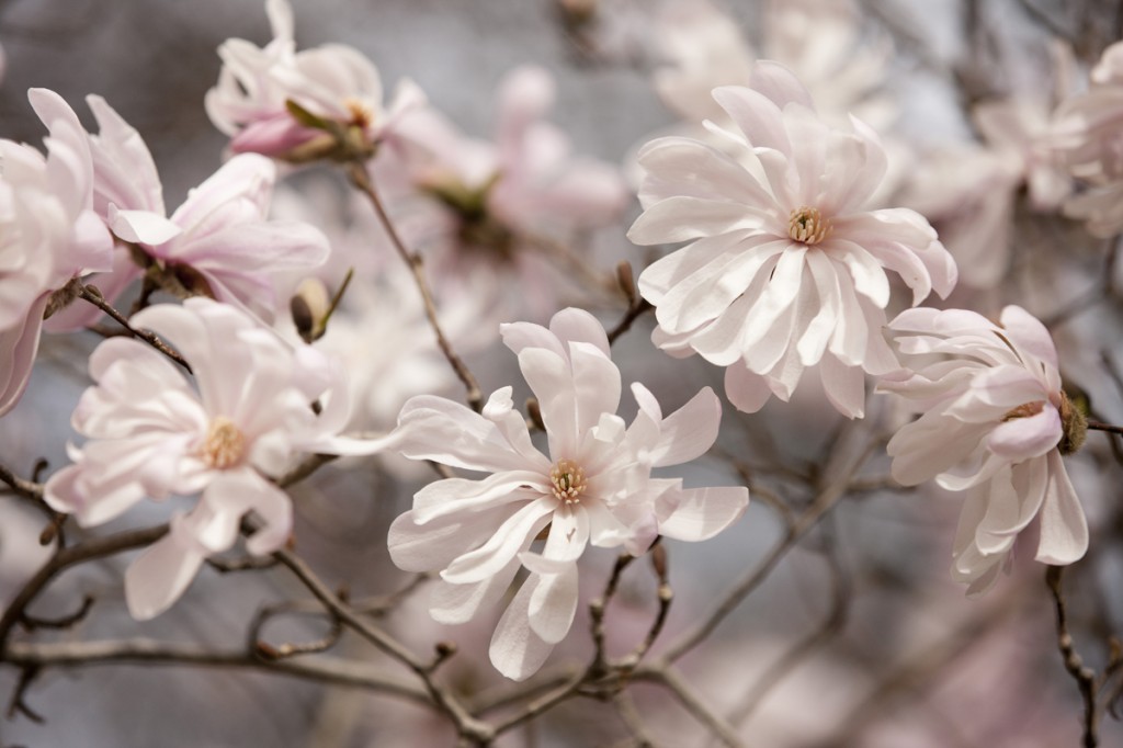 Magnolia stellata 'Waterlily'