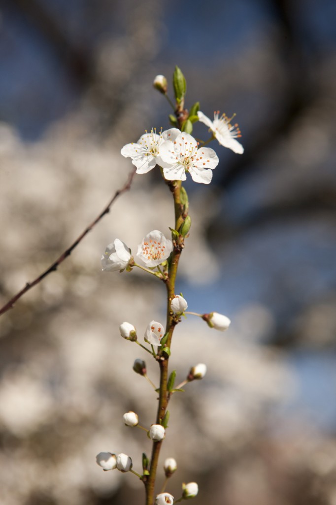 Prunus cerasifera var. divaricata