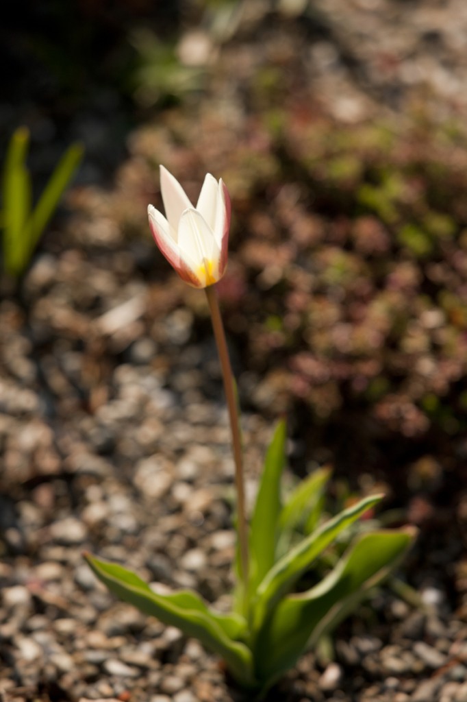 Tulipa 'Ice Stick'