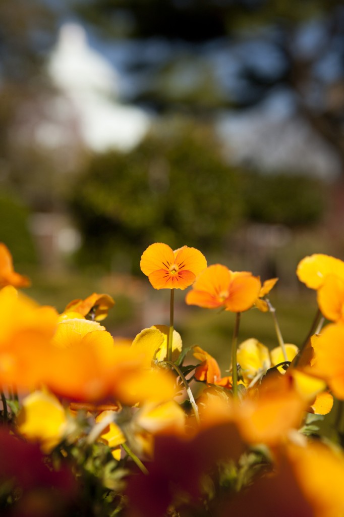 Perennial Garden