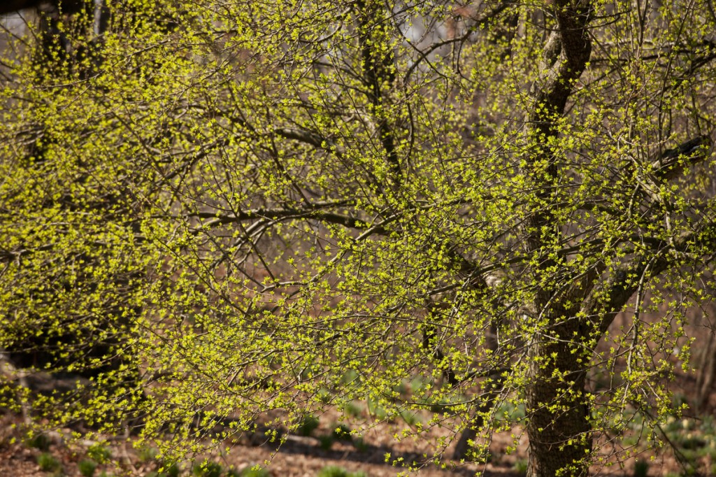 Spring in the South Arboretum