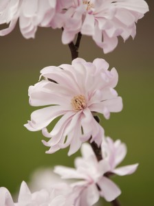 Magnolia stellata 'Waterlily'