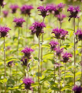 Bee-balm (Monarda didyma)