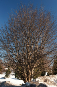 Persian parrotia