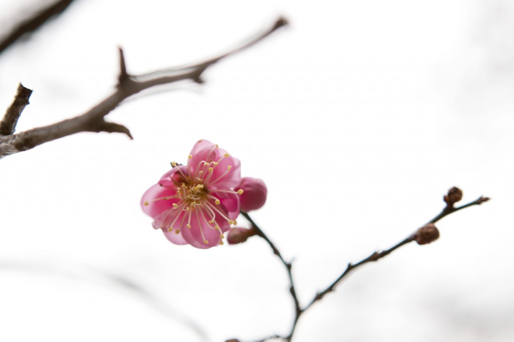 Prunus mume 'Peggy Clarke'