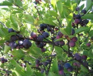 Beach plums (Prunus maritima)