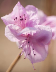 Rhododendron mucronulatum 'Pink Peignoir'