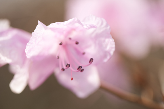 Rhododendron mucronulatum 'Pink Peignoir'