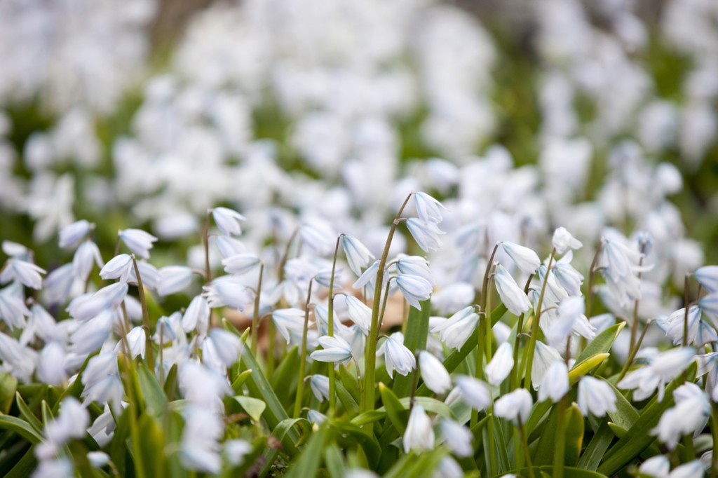 Scilla mischtschenkoana 'Tubergeniana'