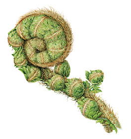 Polystichum sp. Julia Trickey