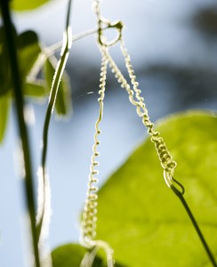 Climbing tendrils of Vigna unguiculata