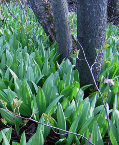 Ramps (Allium tricoccum)