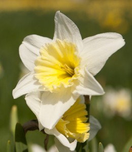 Daffodils