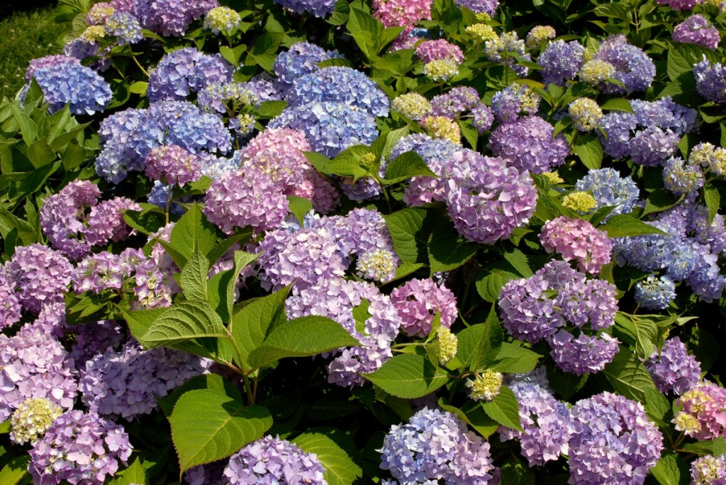 Re-blooming hydrangeas such as Endless Summer® will flower in spite of our hard April frost.