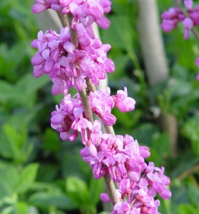 Redbud blossoms