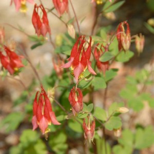 Wild columbine (Aquilegia canadensis)