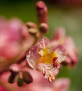 Flowers of Aesculus × carnea 'Briotii'