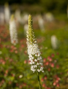 Himalayan fox tail lily