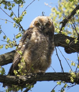 A young Great-horned Owl (2014)
