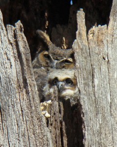 The Great-horned Owl nest of 2009