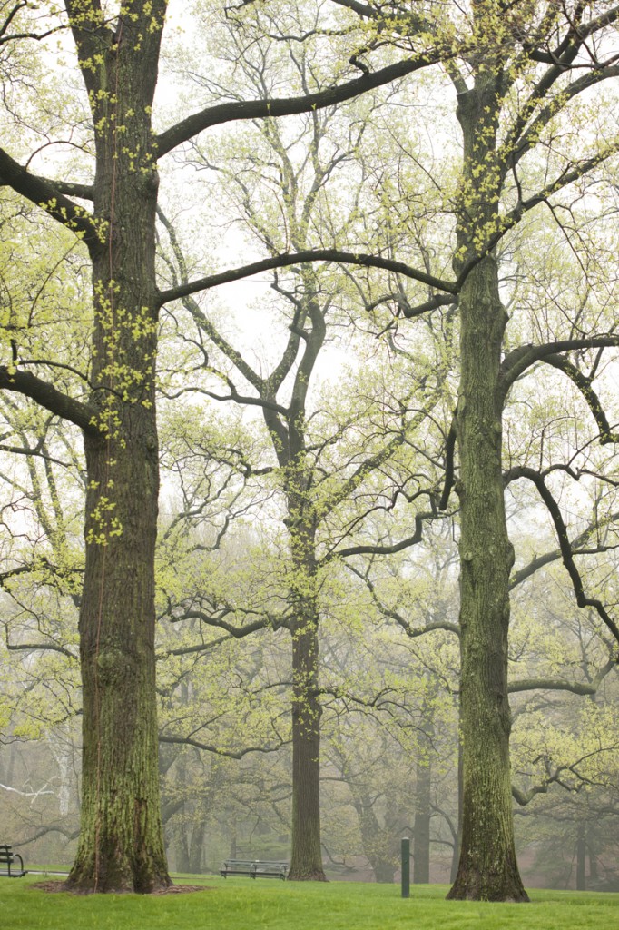 Tulip Trees