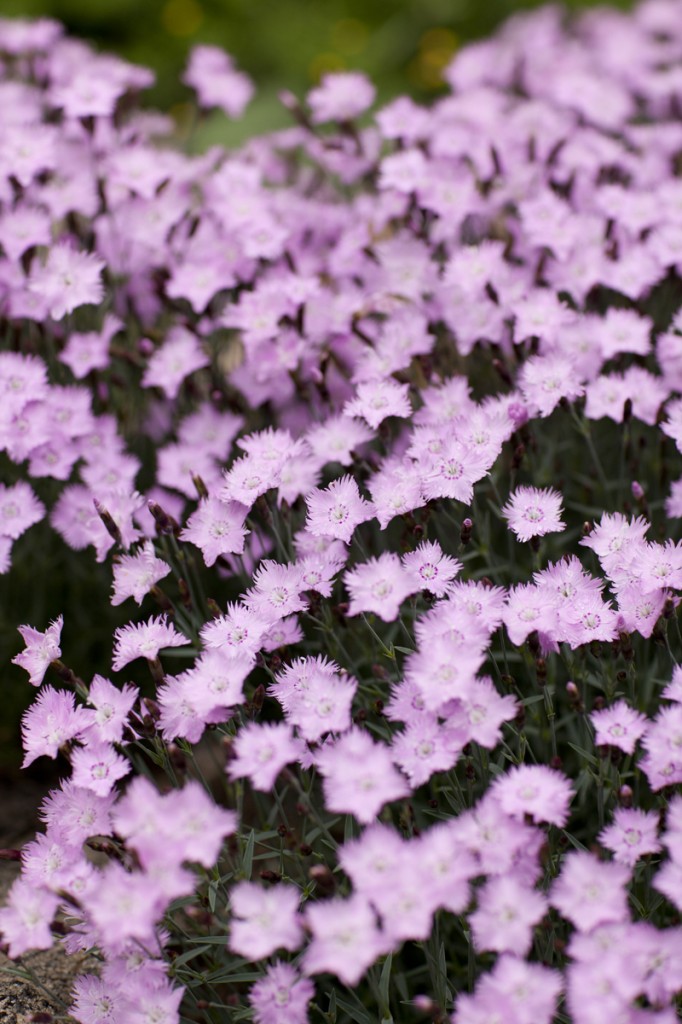 Dianthus 'Bath's Pink'