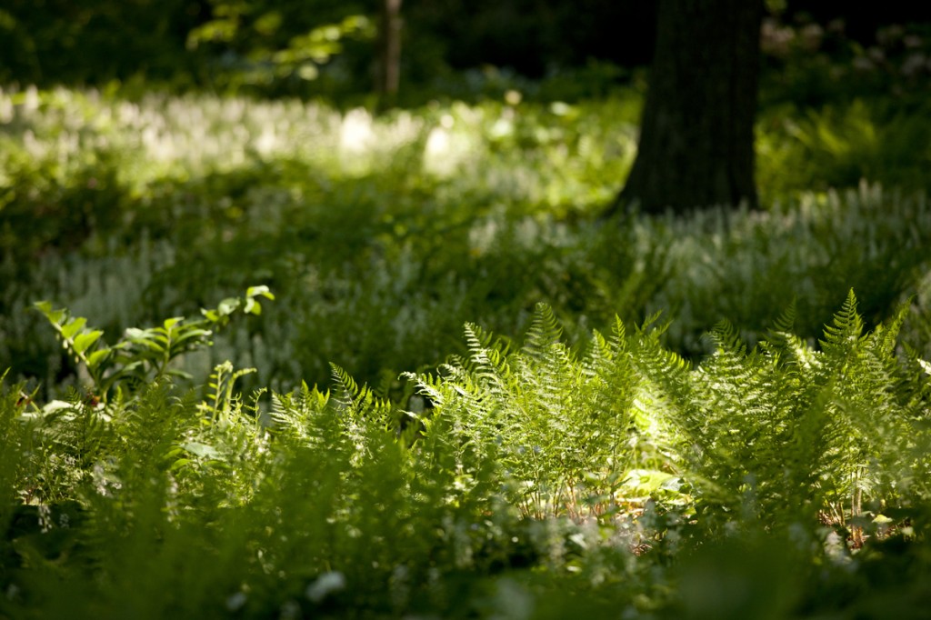 Ferns