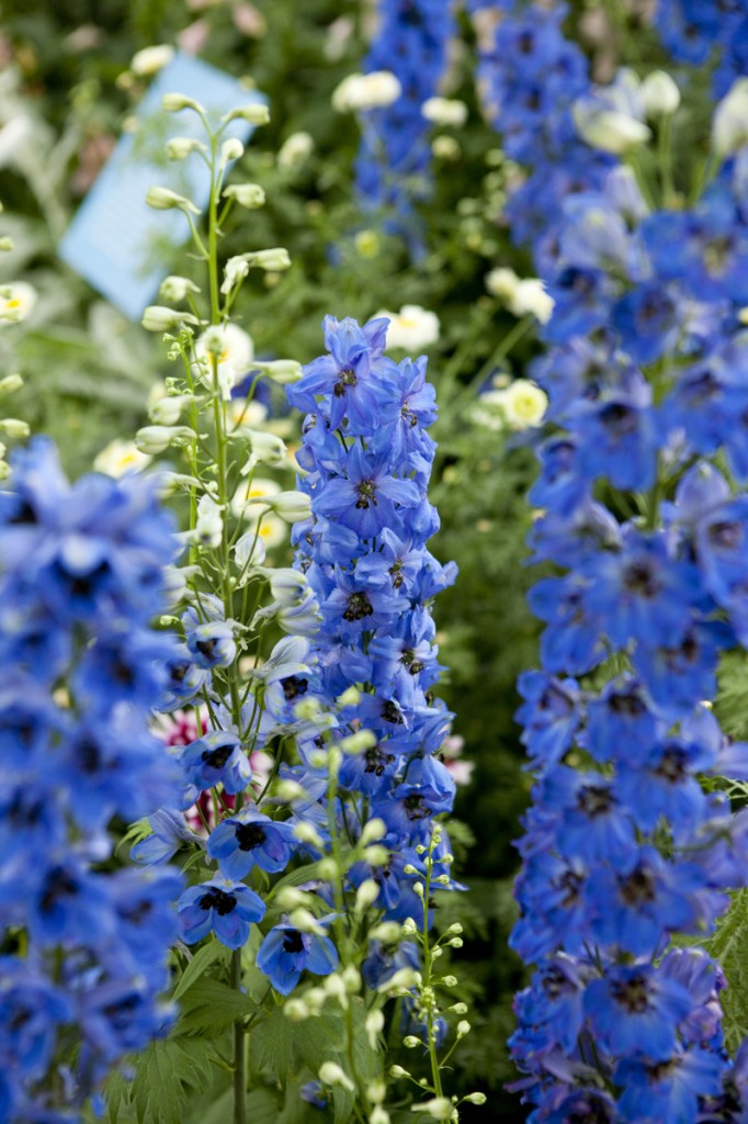 Delphinium