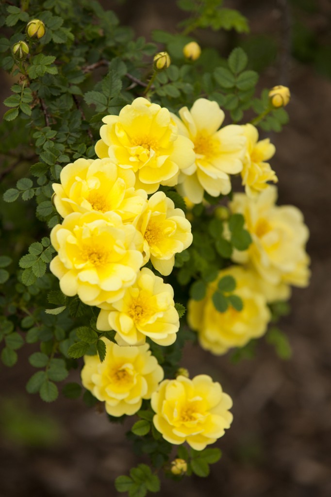 Rosa spinosissima 'Harison's Yellow'