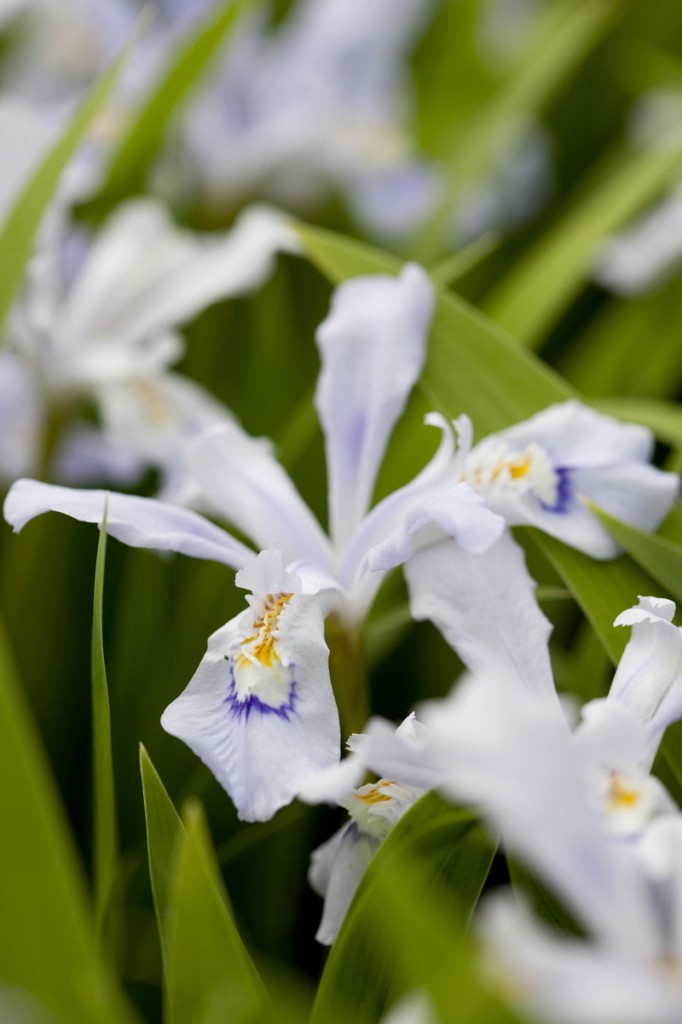 Iris cristata 'Powder Blue Giant'