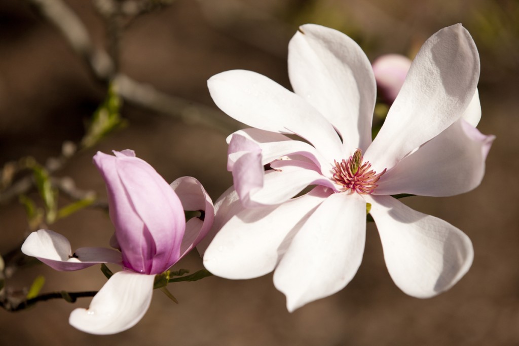 Magnolia