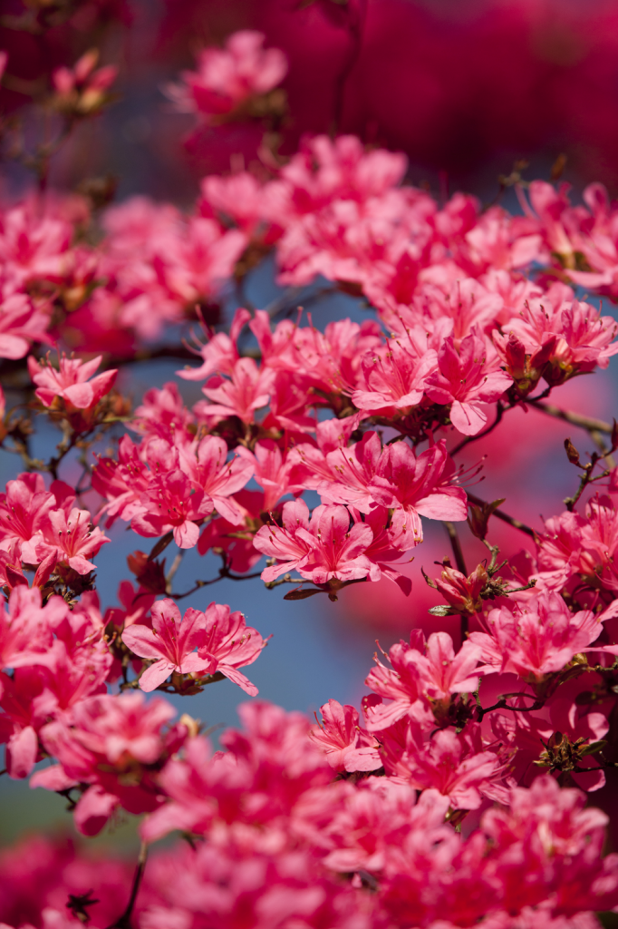 Rhododendron 'Hinomayo'