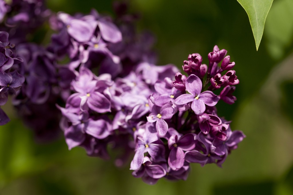 Syringa vulgaris 'Volcan'