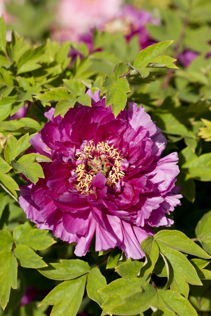 Tree peony