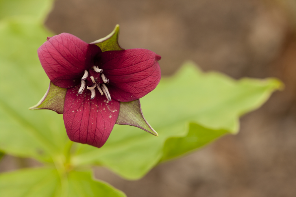 Trillium sulcatum