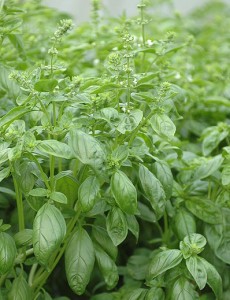 Basil (Ocimum basilicum)