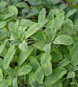 Golden sage (Salvia officinalis)