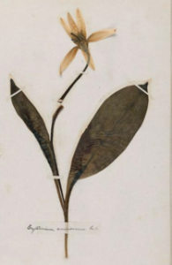 Emily Dickinson's pressed trout lily specimen (Courtesy of Harvard University)