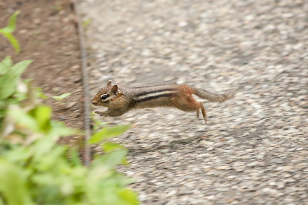 Chipmunk