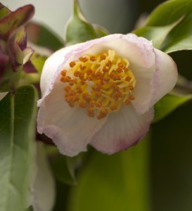 Stewartia rostrata