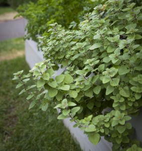 Oregano