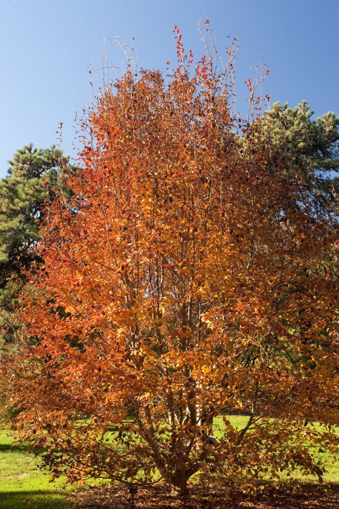 Stewartia pseudocamellia