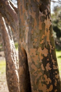 Exfoliated bark of Stewartia pseudocamellia