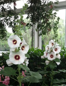 Alcea Halo Blossom