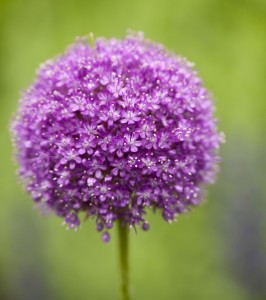 Allium giganteum